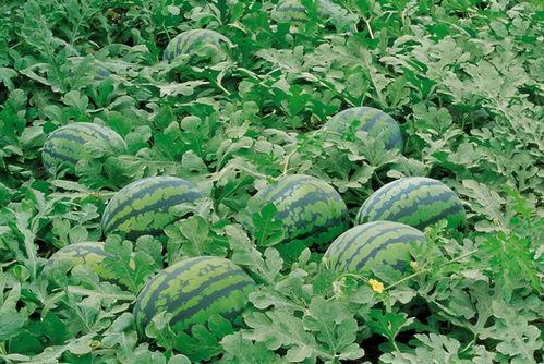 予神吃瓜树叶,探寻神秘植物的神奇功效