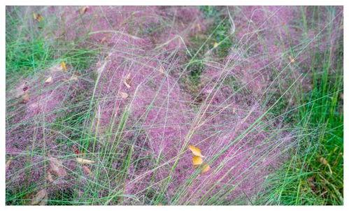 练塘网红草,绿意盎然的新晋打卡胜地