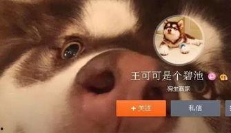 明星吓狗视频,狗狗惊恐反应视频曝光