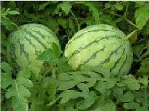 吃瓜如砒霜,揭秘“吃瓜如砒霜”背后的真相