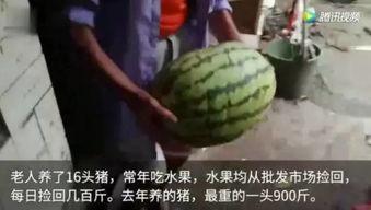 视频里的瓜怎么吃,瓜果美味新吃法，跟着教程轻松解锁