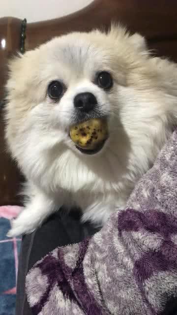 胖子吃瓜又喝奶,揭秘健康生活新风尚