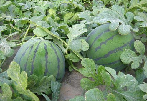 农大最新吃瓜事件,揭秘校园风云背后的真相”