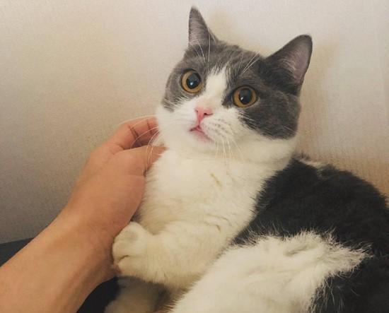 网红小猫名字女猫叫啥,萌动万千粉丝的“喵星人”传奇