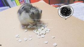 仓鼠可以吃葵瓜吗,仓鼠的绿色美食新选择