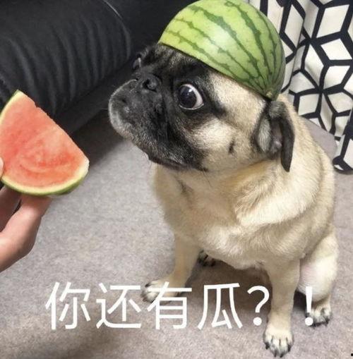 吃瓜现场表情包,揭秘网络热图的趣味瞬间