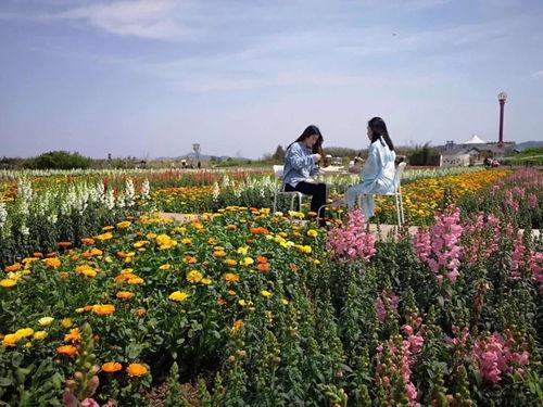 顺德野餐网红打卡地点,解锁悠闲田园新体验