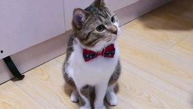 田园猫上头条视频下载,萌宠瞬间走红，网友争相下载观看