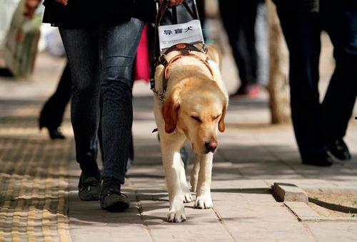 娱乐吃瓜酱导盲犬,跟随“吃瓜酱”探索无障碍世界的欢乐时光